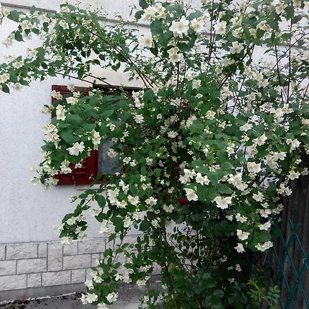 公寓 Andreja 奥帕提亚