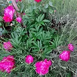 Apartman Andreja *